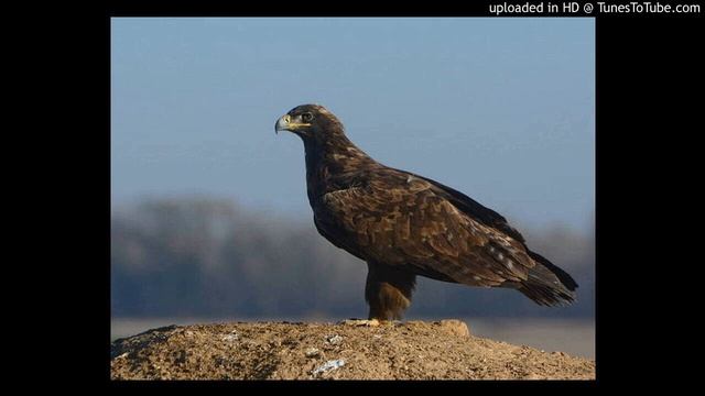 Ястреб - Шаламов, Дулов смотреть онлайн