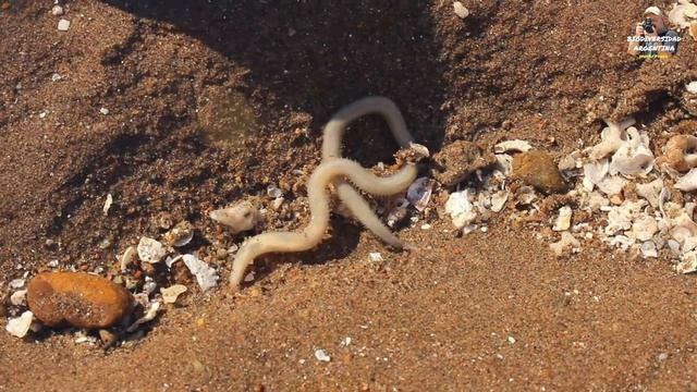 LOMBRIZ DE MAR (ANELIDO POLIQUETO; Annelida Polichetae) en una poza intermareal de Quequén (BsAs). смотреть онлайн