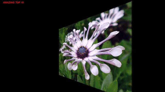 Most Beautiful African Daisy Flower смотреть онлайн