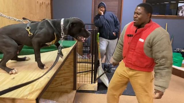 Working BABA YAGA ON THAT TABLE BEAST OF A DOG