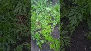 Провожу эксперимент обрабатываю морковь от сорняков керосином