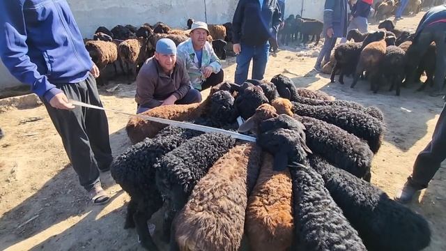 PAXTAKOR QO'Y BOZORI KAMOLIDDIN.UZ КАМОЛИДДИН УЗ ПАХТАКОР КУЙ БОЗОР ЖИЗЗАХ  JIZZAX