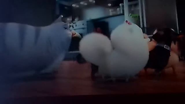 Праздник кошки смотреть онлайн