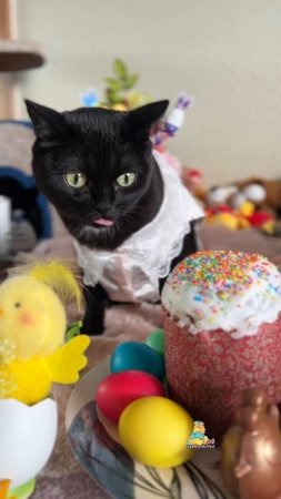 С праздником Светлой Пасхи!🐣🌸🐰 #пасха #котик #праздник