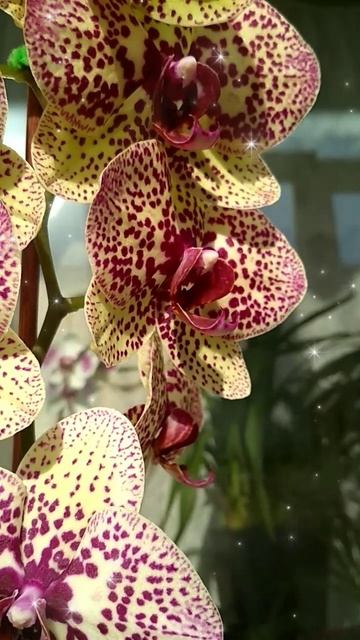 Phal.Kleopatra цариця!orchids