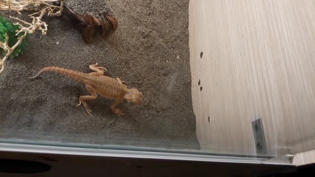 Phrynocephalus mystaceus mystaceus  drinking смотреть онлайн