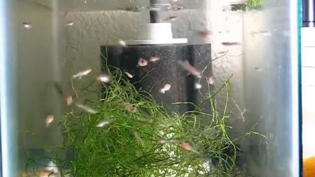 Gardneri Biassa Killifish Juveniles смотреть онлайн