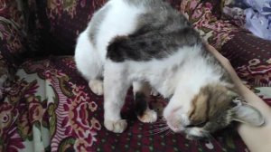 Кот Мурчик очень громко мурчит .Всем хороших выходных от моего кота.