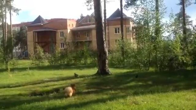 Охота на голубей смотреть онлайн