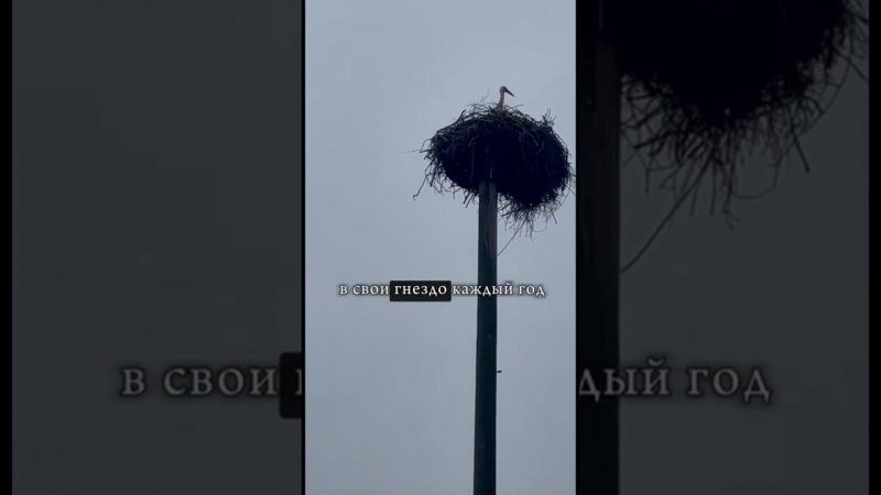 Аисты вернулись