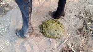 Buffalo Dung💩😱 Video 2023 || Buffalo Pooping Video || Safar Gav Ka