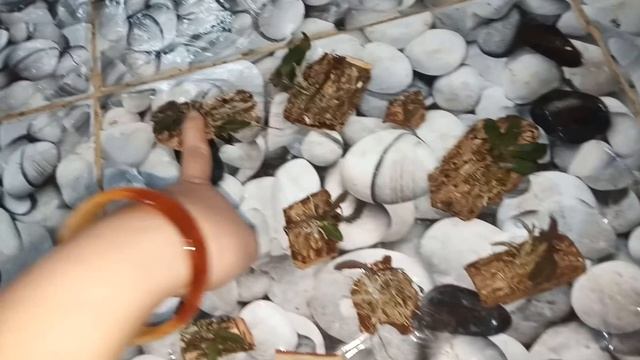 5/8/18 phi điệp easo nguyên bản, đã hết ạ смотреть онлайн