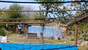 Купили рассаду помидор  и сразу посадили в теплицу_Нажарила пирожков_У малого ветрянка или краснуха_