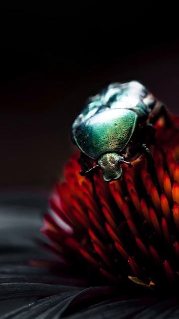 Tiny Wonders: Zooming in on the Beautiful Rose Chafer Beetle #macrophotography #insects #art смотреть онлайн