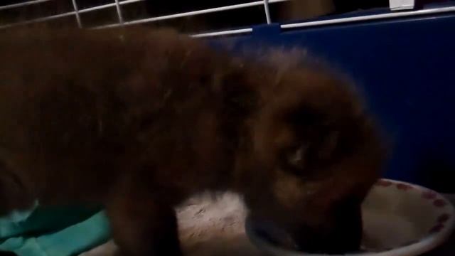 Baby Fox Drinking Milk смотреть онлайн