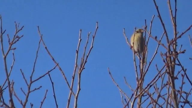 звук птичек пение птиц в лесу слушать смотреть онлайн