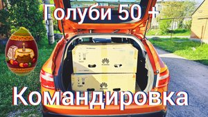 Голуби праздничная командировка