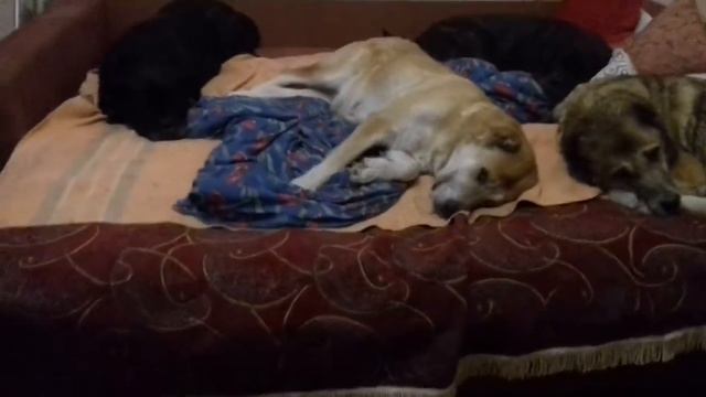 Естественная среда обитания кане корсо и среднеазиатских овчарок.