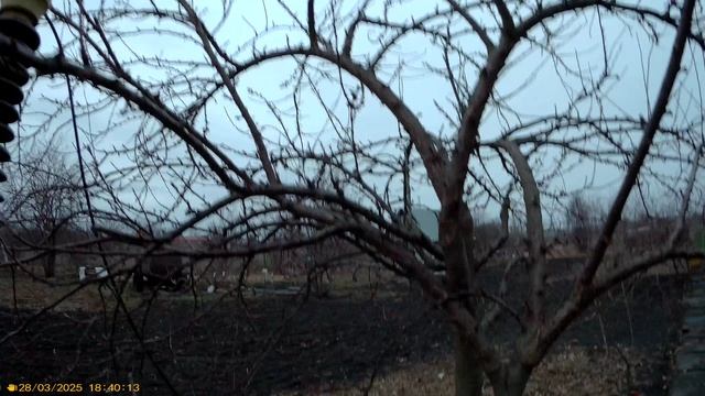 1 Прививка желтой алычи  на сливу