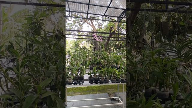 obral anggrek jumbo murah meriah no admin 085782741417 