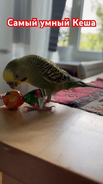 Самый умный и игривый попугай!!!! #попугай#ара#роблокс #смешно#юмор#игра#дети#релакс#смех смотреть онлайн