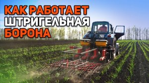 Комплексная обработка чесночного поля: штригельная борона и подкормка в одном проходе.