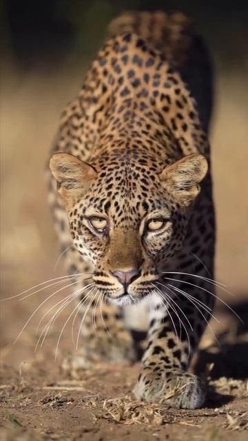 путь Леопарда смотреть онлайн