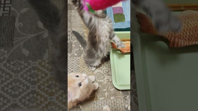 VID20250420092139.mp4