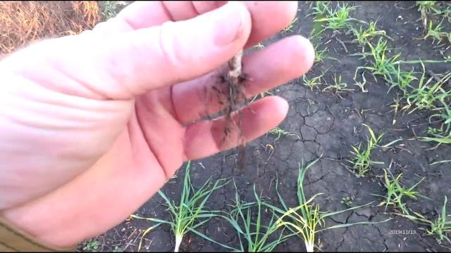 Озимая пшеница 2019, сорт "Гром" смотреть онлайн