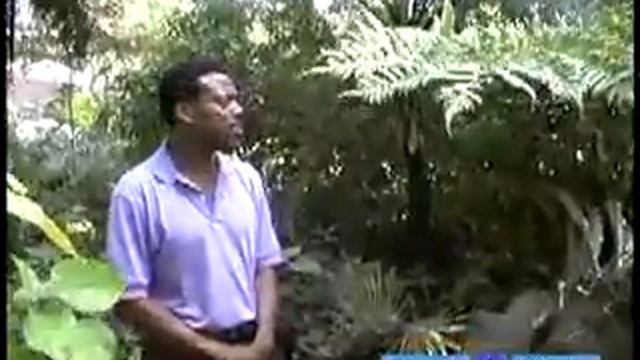 Tropical Ferns Basics : About Tree Ferns: What Are They?