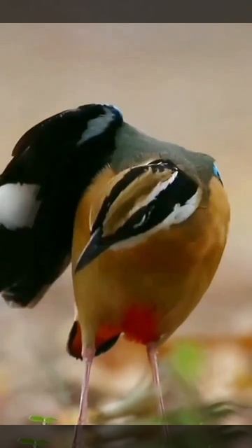 Indian Pitta Navegonbandh National Park / Tiger Reserve / Wildlife Sanctuary / Lake / Jungle Safari