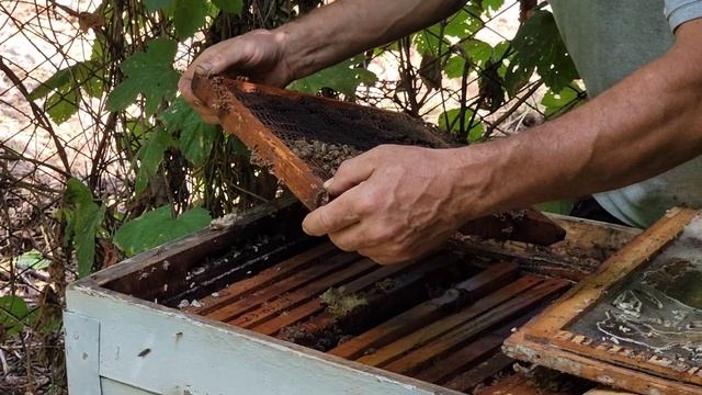 Открыли улья спустя пару лет, что мы нашли внутри в старых ульях смотреть онлайн