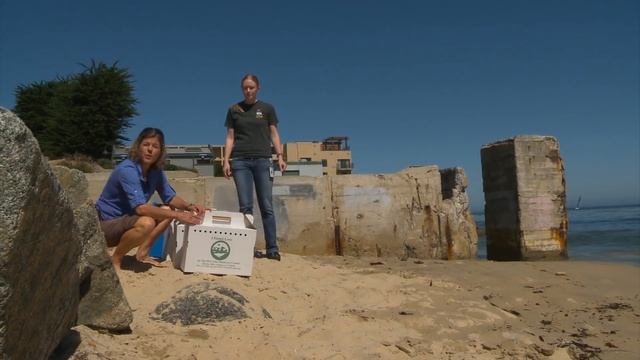 Animal Jam - Dr. Tierney Thys and rescued western gulls смотреть онлайн