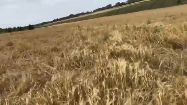 Яровой ячмень Вакула. Телеграмм канал - Фугустим. Подписывайся и будь среди нас. смотреть онлайн