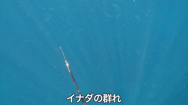 水温31℃！お風呂と化した海の中ではイシダイが異常発生していた【素潜り】【魚突き】 смотреть онлайн