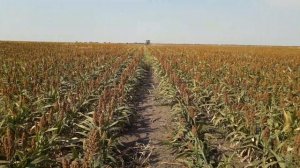 03.09.2019. NO-TILL сорго десикация
