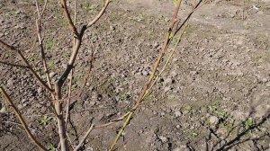 Персик УФО 2 обрезка на веретено .