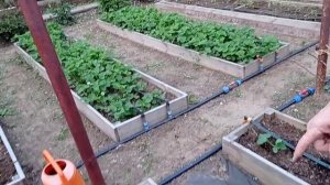 Триходерма и огурчики.