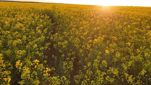 озимый рапс крайняя, плановая обработка рапса в 2020 году. смотреть онлайн