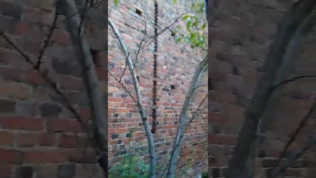 Персик из косточки смотреть онлайн