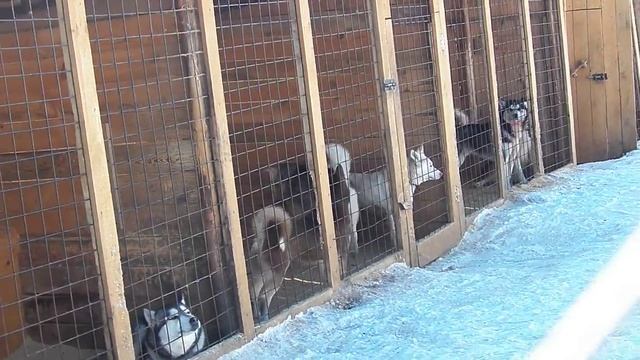 ХАСКИ ОБЩЕНИЕ В ВОЛЬЕРЕ смотреть онлайн