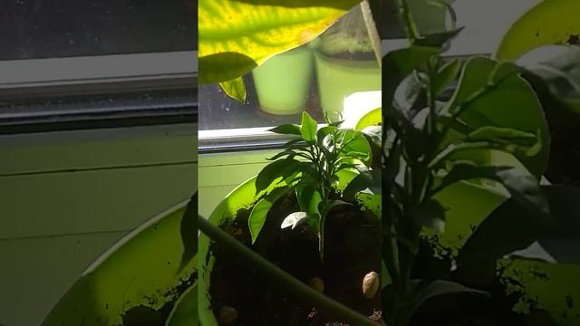 Выращивание экзотических растений смотреть онлайн