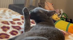 Проснулся сегодня рановато, нужно обязательно умыться и можно играть, мяуу