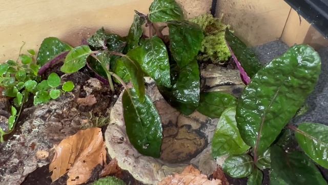 VAMPIRE CRAB TANK SET UP AND REHOUSING!! Geosesarma dennerle “Red Ruby” смотреть онлайн