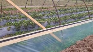 Постройка парников для ранней клубники