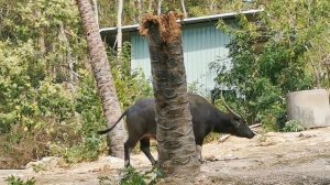 Буйвол и слон в зоопарке Khao Kheow Open Zoo, Паттайя, Тайланд