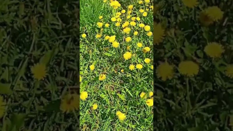 Одуванчик- одуванчики☀
