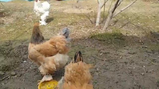 Brama paliviy galuboy                   Брама паливий галубой смотреть онлайн