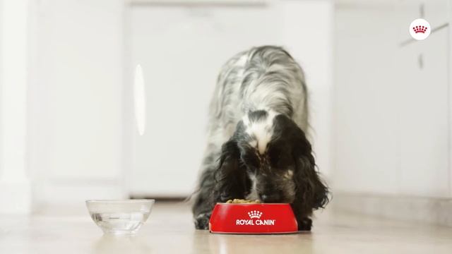 Royal Canin Care Nutrition Dermacomfort | zooplus.co.uk смотреть онлайн