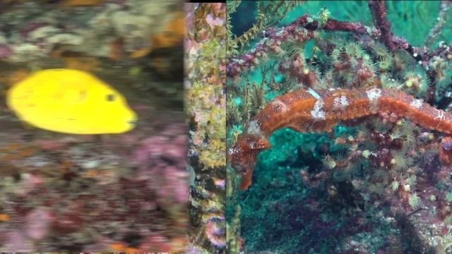 This is Galapagos (Galapagos Aggressor III) смотреть онлайн